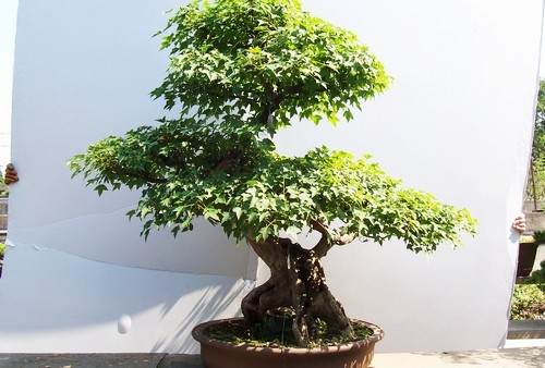 夏季盆景怎么修剪生长快 图片