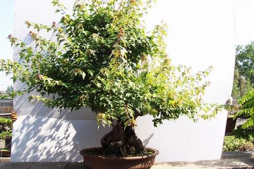 夏季盆景怎么修剪生长快 图片