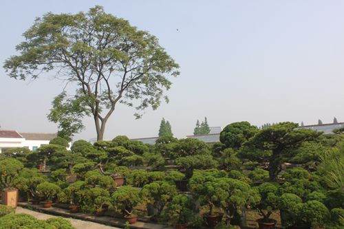盆景1.jpg 夏季养盆景 酷暑时节迎来真柏盆景修剪季