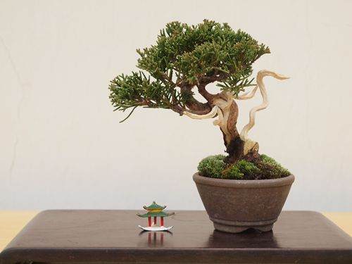 盆景2.jpg 夏季养盆景 酷暑时节迎来真柏盆景修剪季