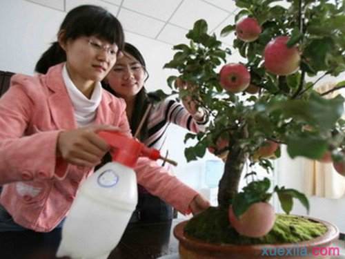 夏季树桩盆景怎么浇水用什么方法 图片