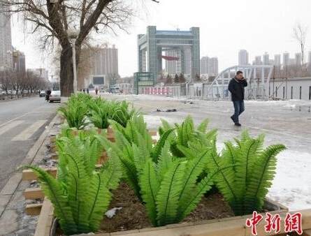 吉林街头安插形似油麦菜假花盆景搞绿化
