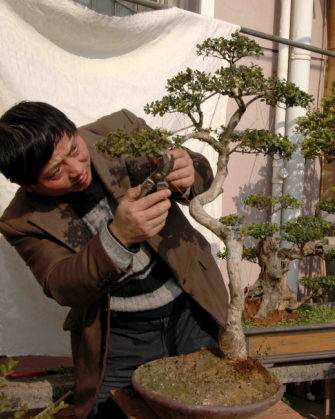 南昌熊长春先生的盆景艺术