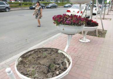 长春北亚泰大街50多盆景观花遭盗窃