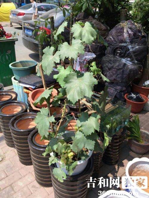 长春青怡坊市场现葡萄盆景 一盆两串要价200元