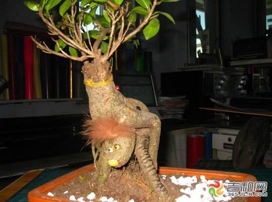 巧改造盆景变得俏