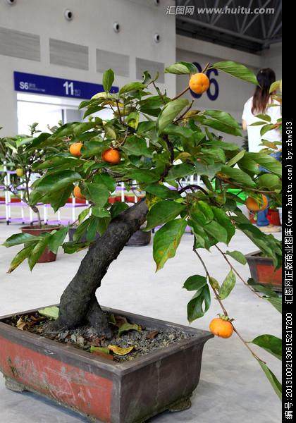 黑龙江制盆景蔬菜巧赚钱