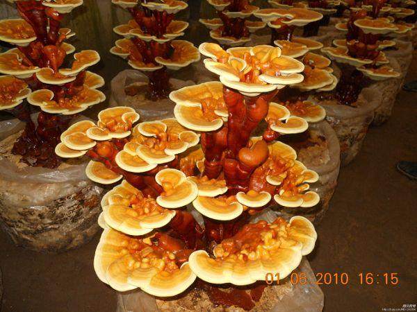 灵芝盆景亮相哈尔滨花卉市场 图片