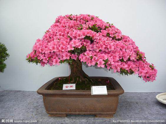 哈尔滨绿色盆景植物热销