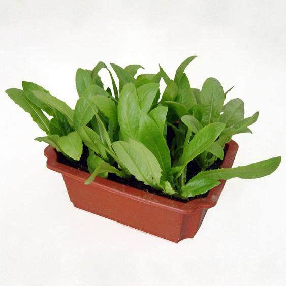 大庆盆景菜已卖出1300余盆  一盆菜可吃俩个月