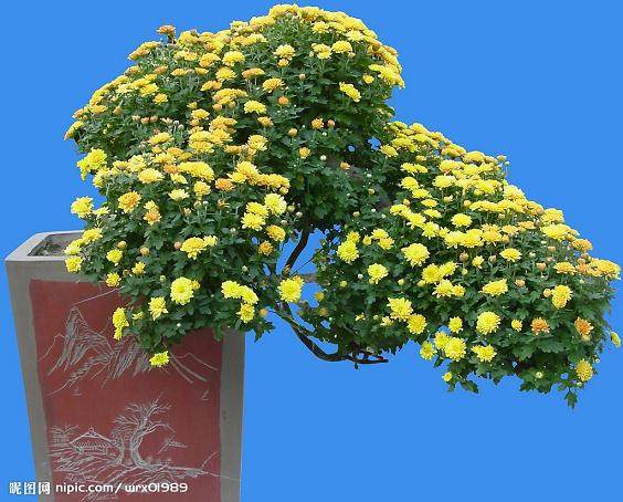 广西自治区成立50周年特别报道 鲜花盆景迎大庆