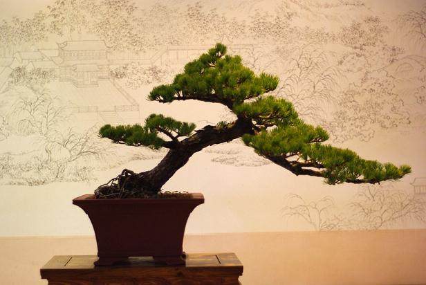 江苏太湖出现水上盆景园