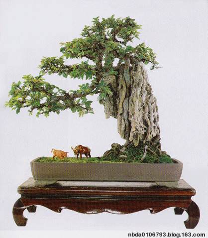 轻点鼠标赚足利润 互联网助力花木盆景产业