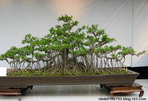 江苏中央商场内150盆景观桔果实被顾客摘光