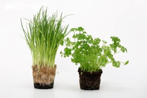 江苏江都浦头镇:观赏蔬菜能吃能当作盆景欣赏