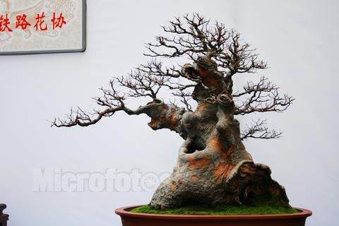 烧秸秆点燃邻里300盆景树