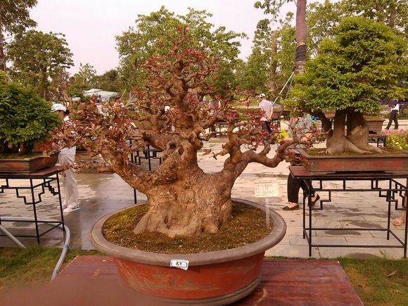 扬州6盆景落户世博江苏馆 图片