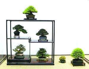 微型盆景怎么浇水的方法 图片