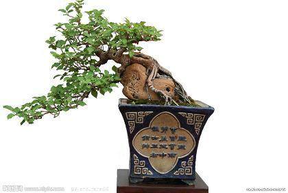 盆景发芽后应如何进行浇水管理 图片