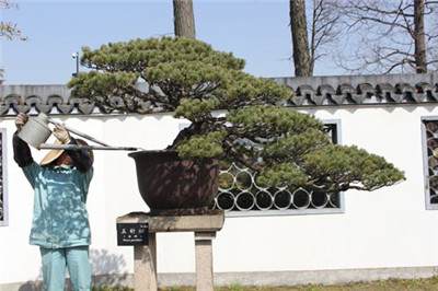 夏季养盆景怎么浇水的3个方法