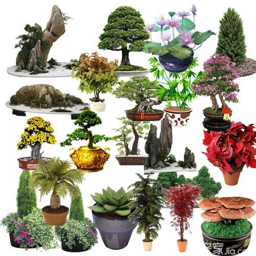 冬季盆景植物怎么养 光照 浇水 施肥