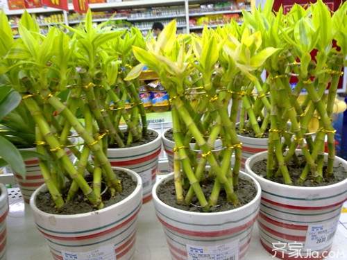 冬季盆景植物怎么养 光照 浇水 施肥