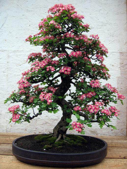 江苏如皋花木盆景年营销收入逾100亿元