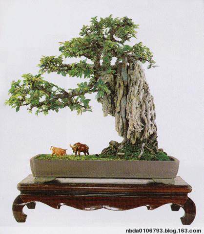 一个好盆景能卖一二十万 无锡人做盆景渐成产业