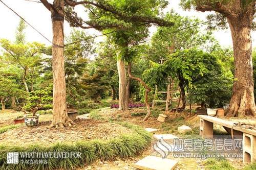 如皋古城 长寿之乡与盆景之都典范