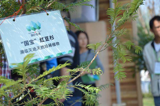 常州花博会惊现天价红豆杉盆景