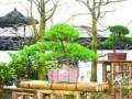 如皋盆景世界园艺博览会内放异彩