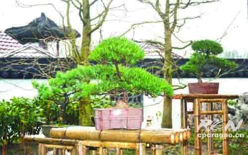 如皋盆景世界园艺博览会内放异彩