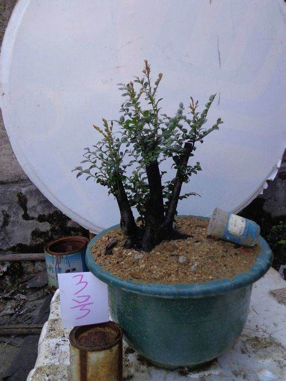 新上盆黑骨茶盆景怎样浇水的方法