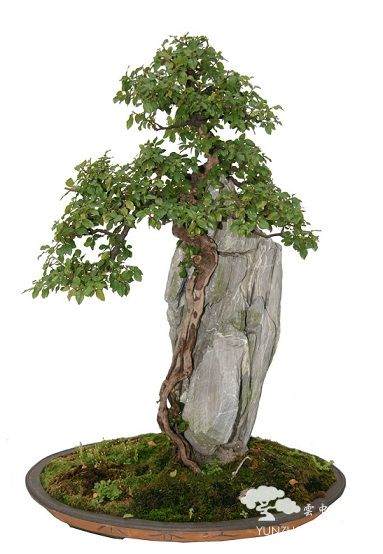 树桩盆景夏天常见的死亡原因