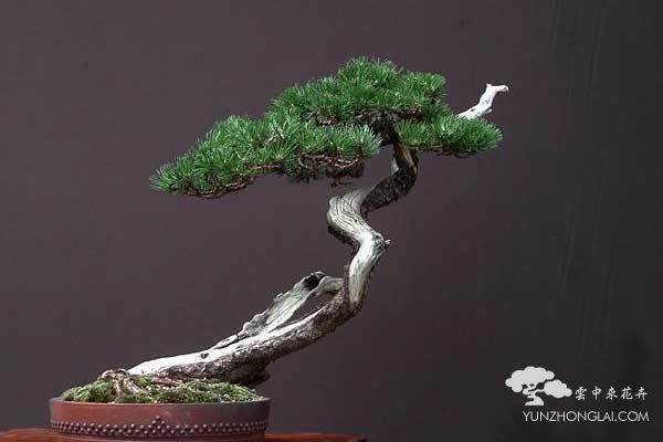 树桩盆景夏天常见的死亡原因