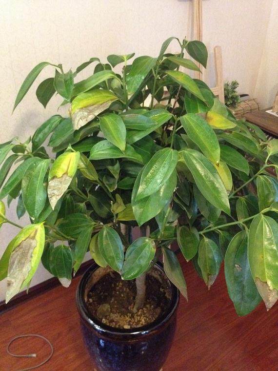 花木盆景病虫害巧治四法