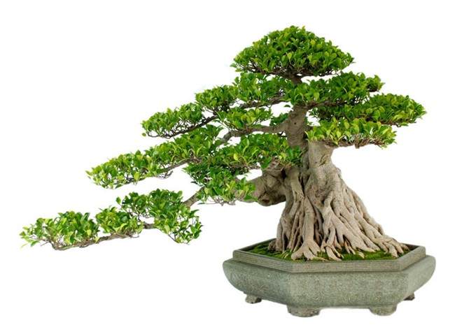 园林景观:假山与置石及盆景