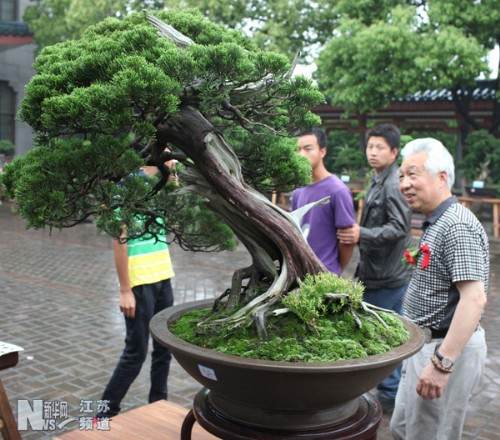 宜兴的中国工艺美术大师顾绍培（右）在参观盆景
