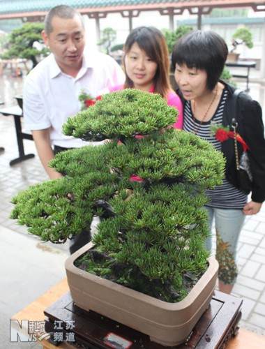来宾们在参观日本大坂松盆景