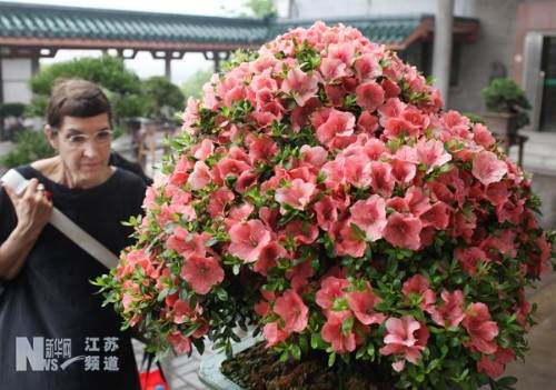 一位来自瑞典的外宾在参观茂密的杜鹃花盆景