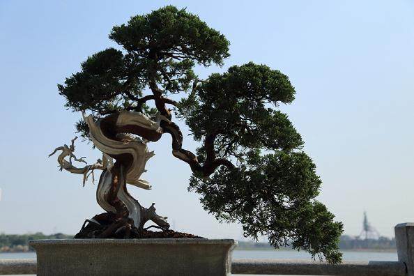 江苏花盆破了别扔 有创意就能做成盆景