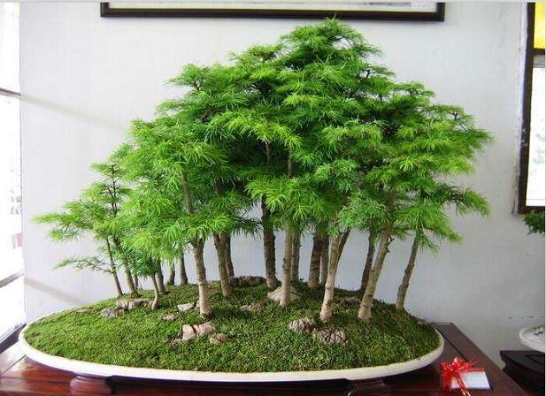 江苏如皋市花木盆景协会召开四届二次会议