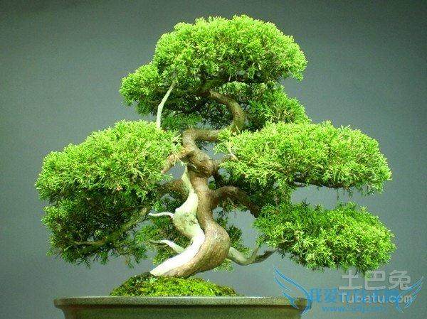 江苏如皋十里花市盆景观光带魅力无限