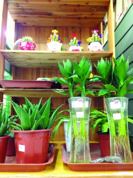 江苏微型盆景打造办公桌上的清凉