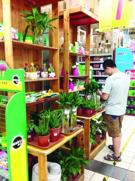 江苏微型盆景打造办公桌上的清凉