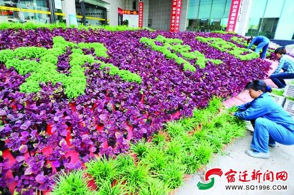 在市区新闻中心大楼门口，花卉工人正忙碌着摆放盆景。