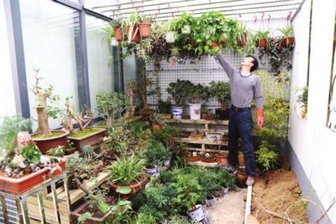 江苏社区两楼之间建走廊花园 盆景达人扮靓花园