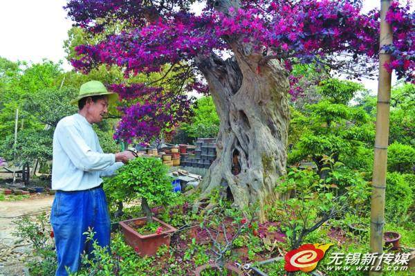 江苏无锡:花木盆景街满目春光 张阳花木早逢春