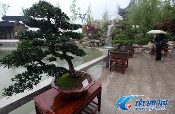 青岛世界园艺博览会 通派盆景成江苏馆镇馆之宝