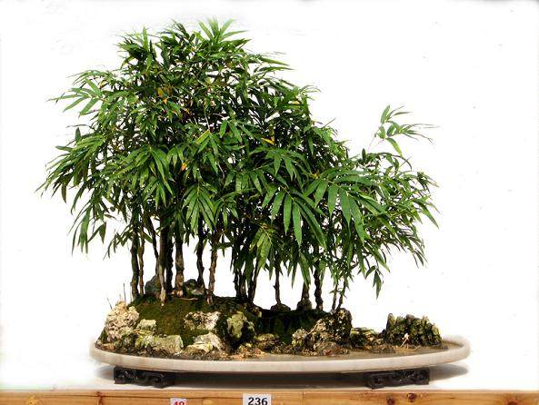 江苏鲜切花越卖越冷 小盆景越卖越俏